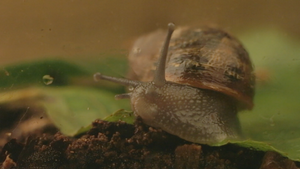 Snail World with Nick Baker