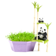 Pandas' Bamboo Forest